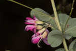 Bicolor lespedeza